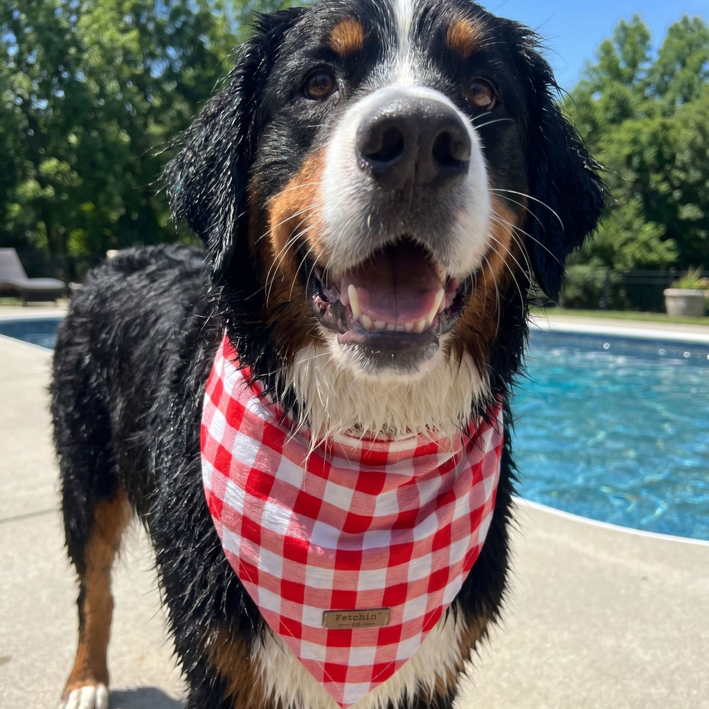 Red Gingham Bandana