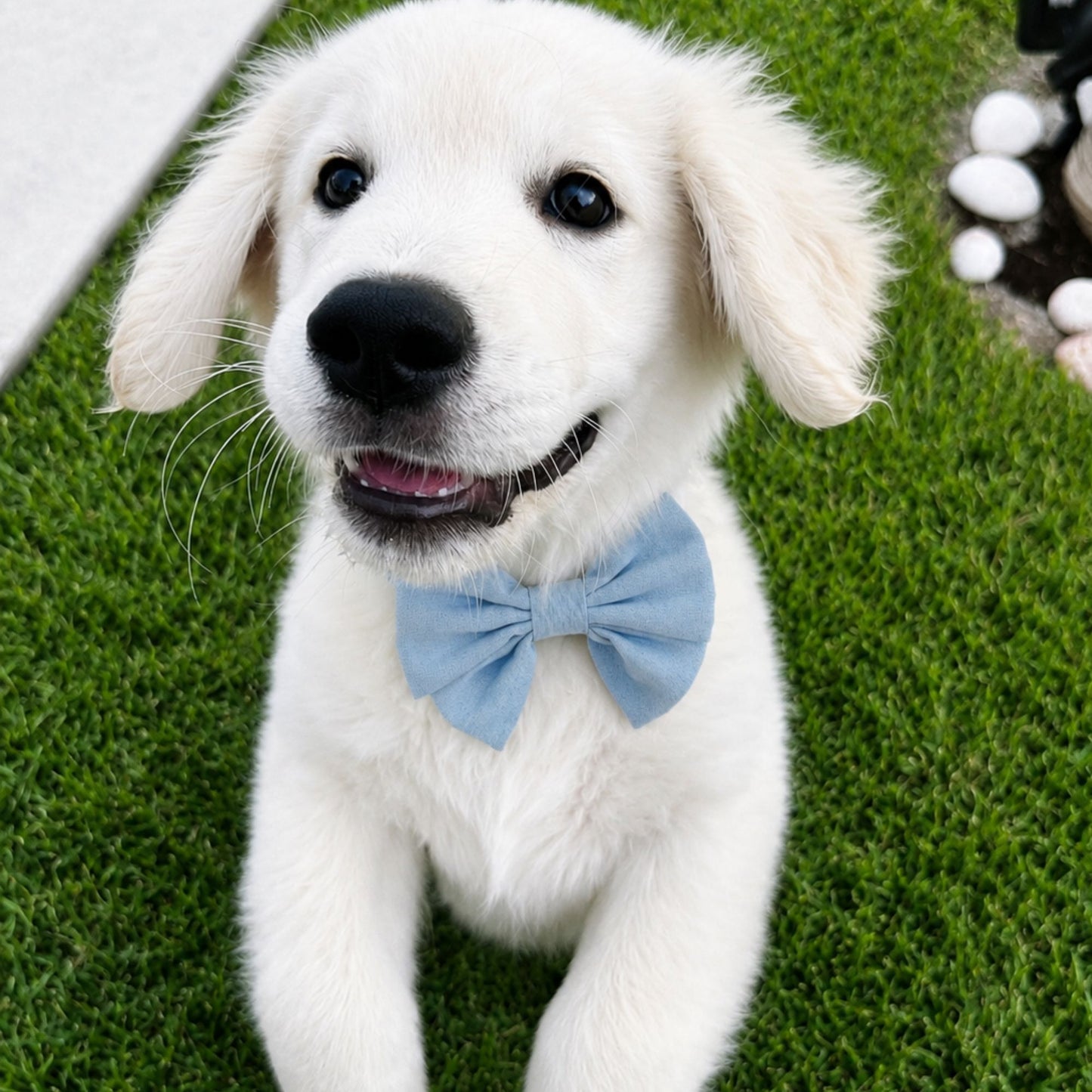 Chambray Collar Bow