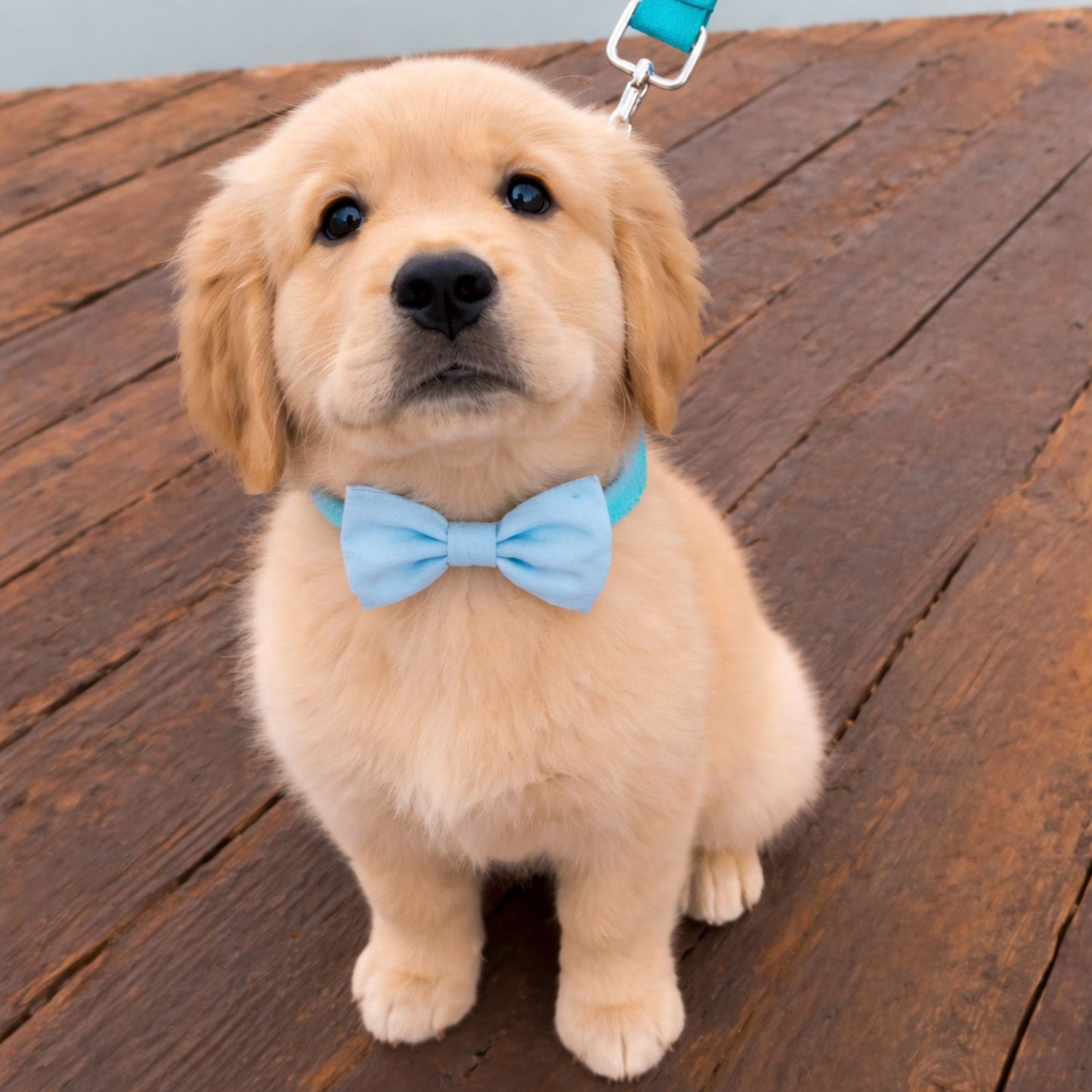 Chambray Collar Bow Tie