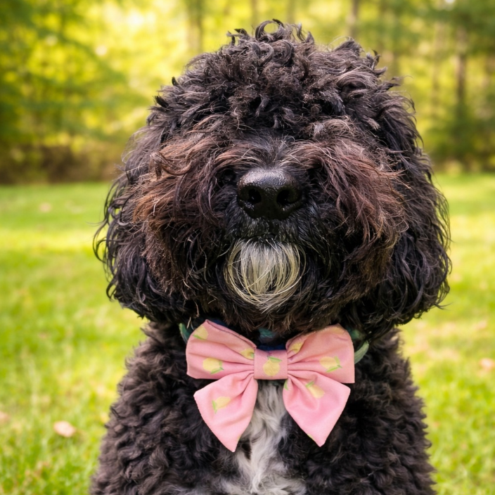 Pink Lemonade Collar Bow