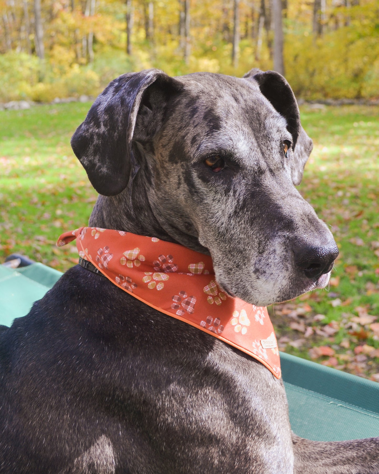 Plaid Paw Print Bandana