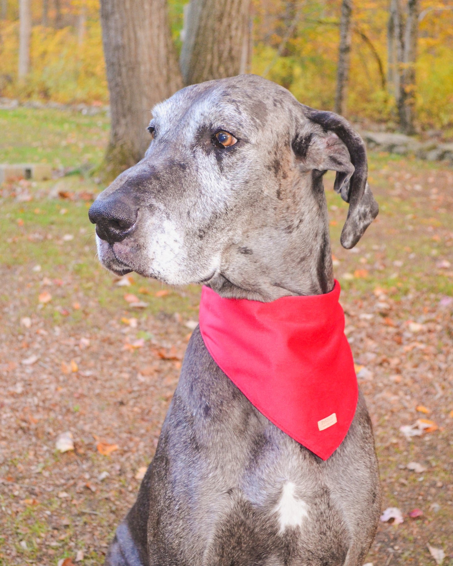 Red Velvet Bandana