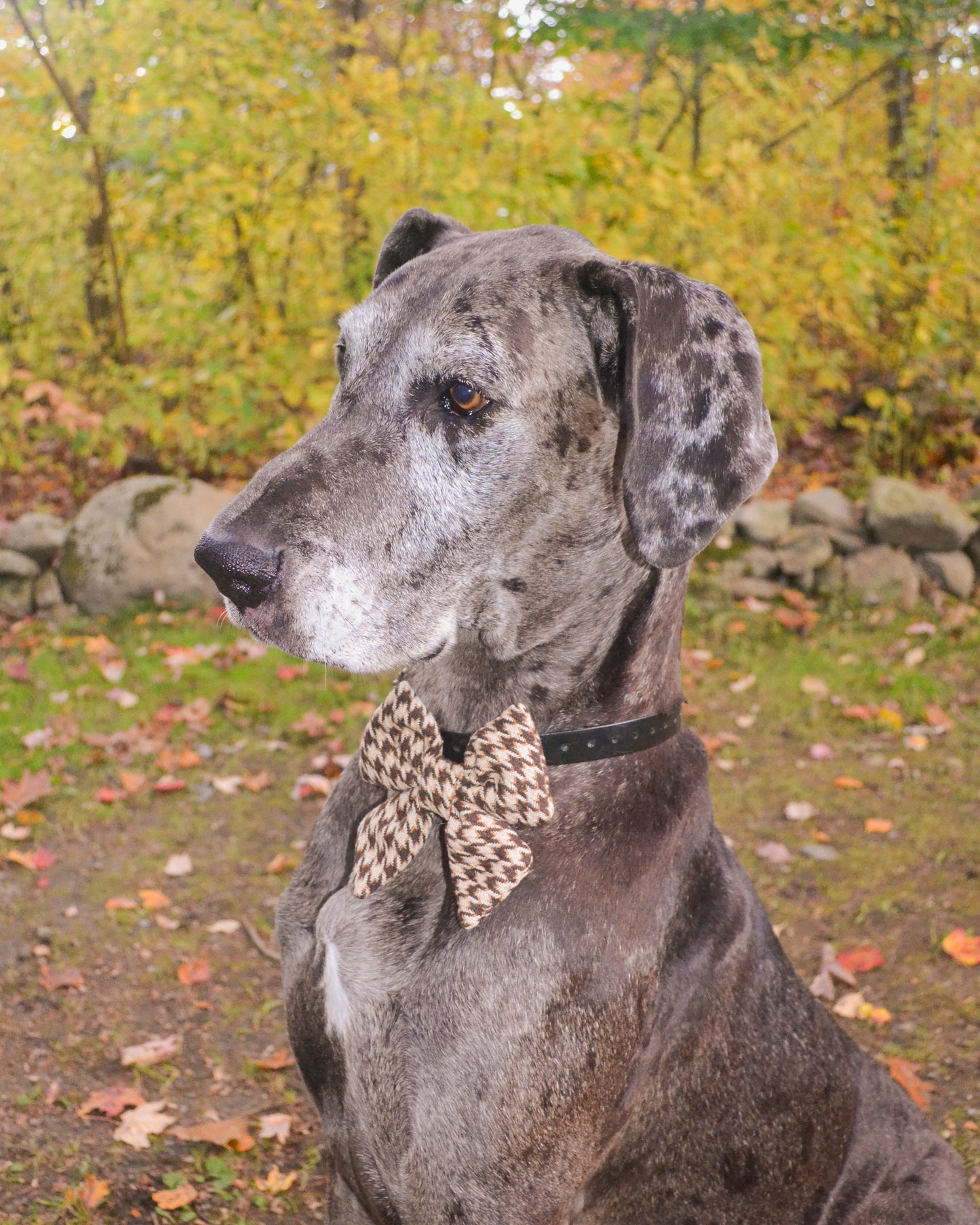 Houndstooth Collar Bow