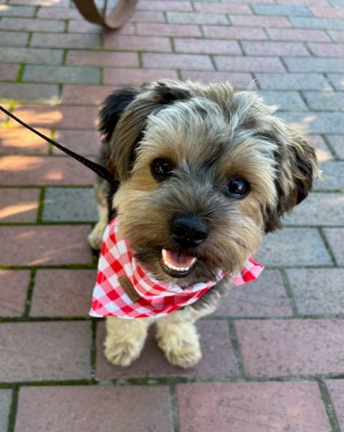 Red Gingham Bandana