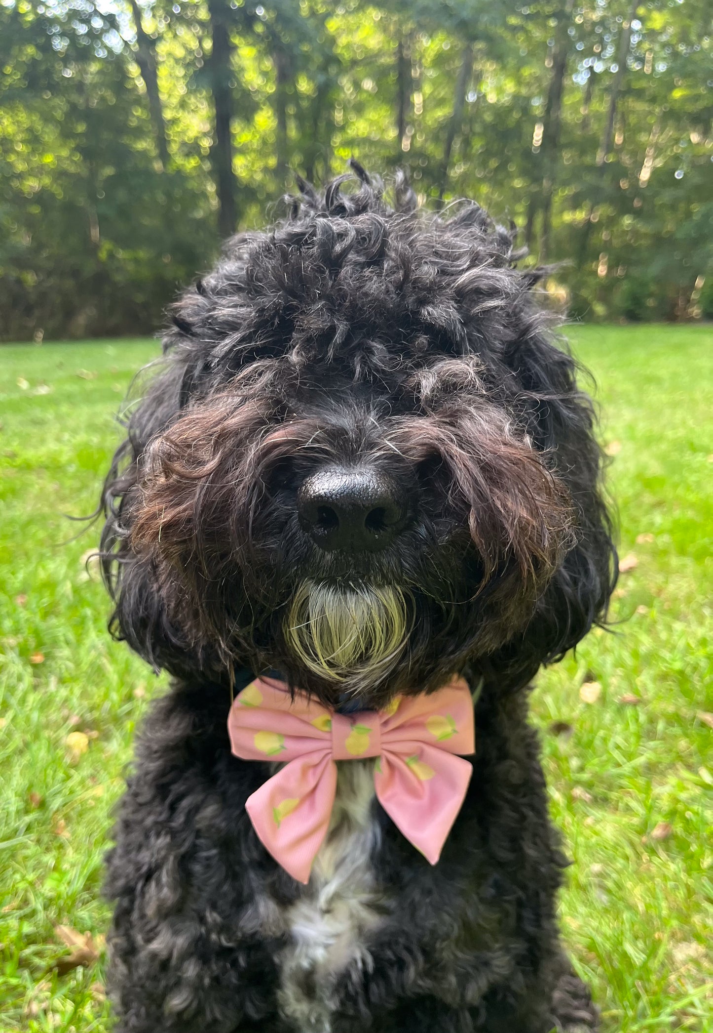 Pink Lemonade Collar Bow