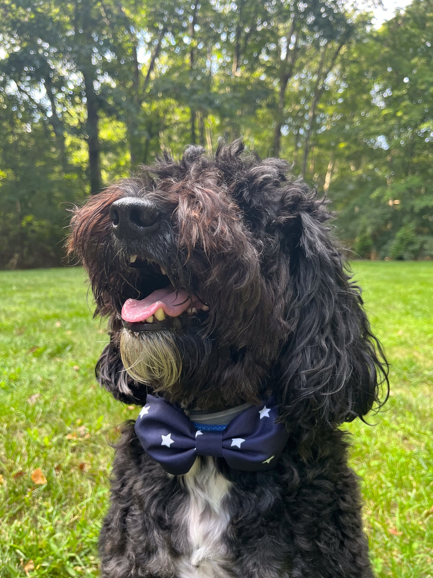 Navy & White Stars Collar Bow Tie