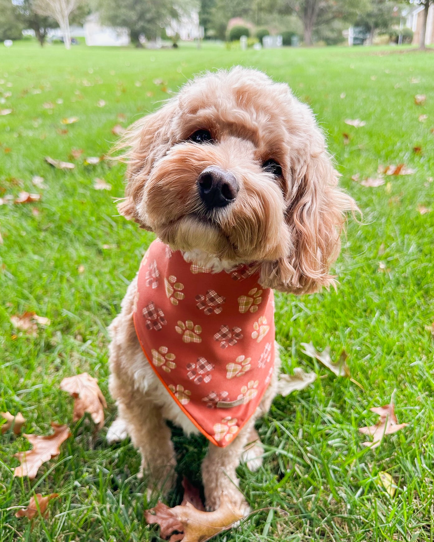 Plaid Paw Print Bandana