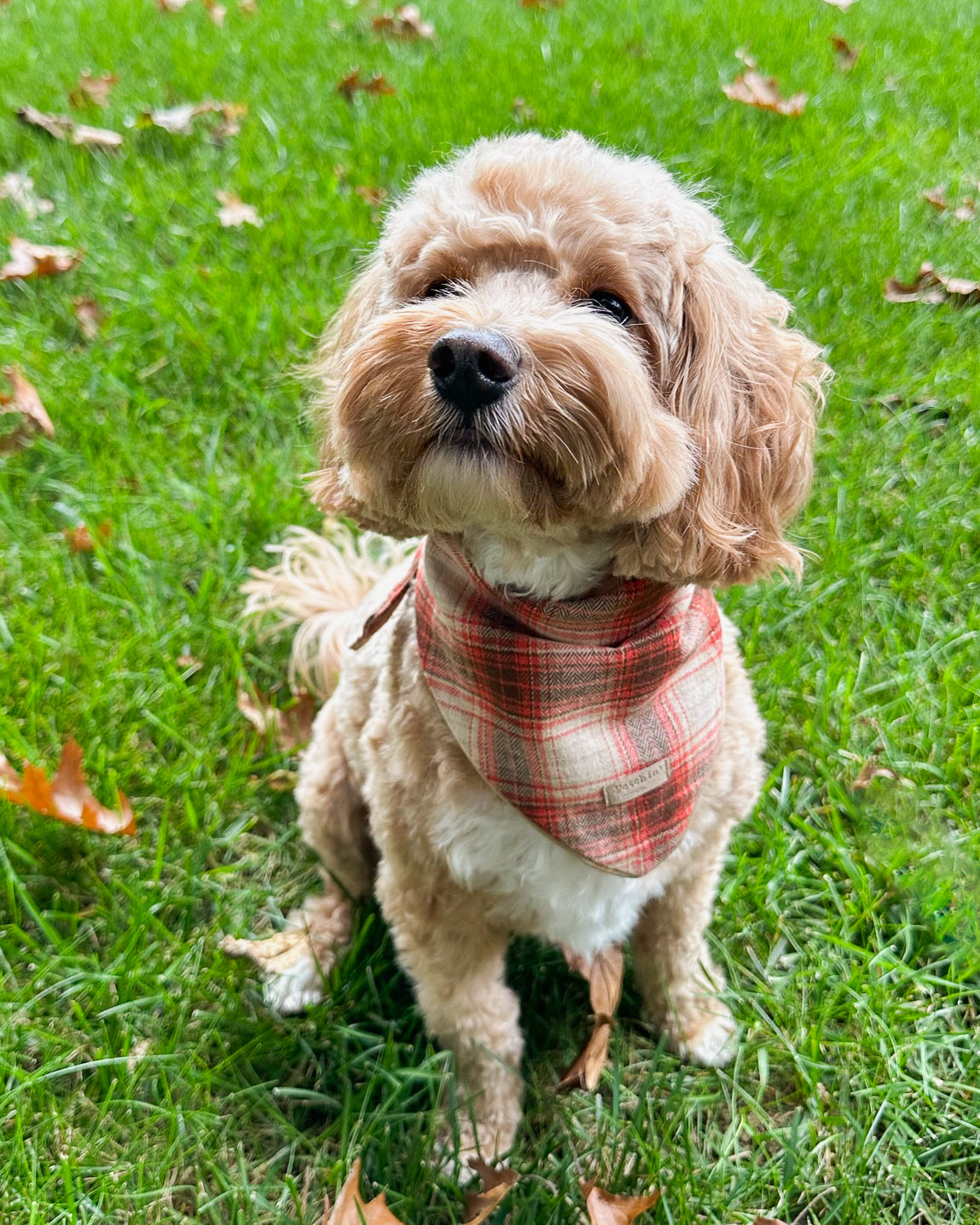 Rust Plaid Bandana