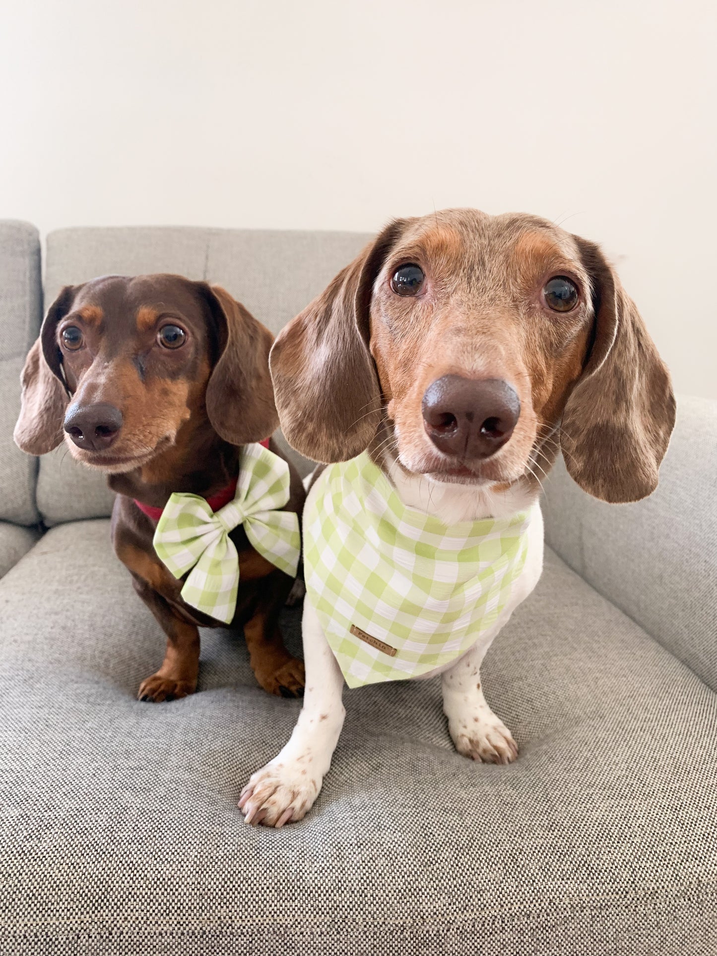 Green Gingham Collar Bow