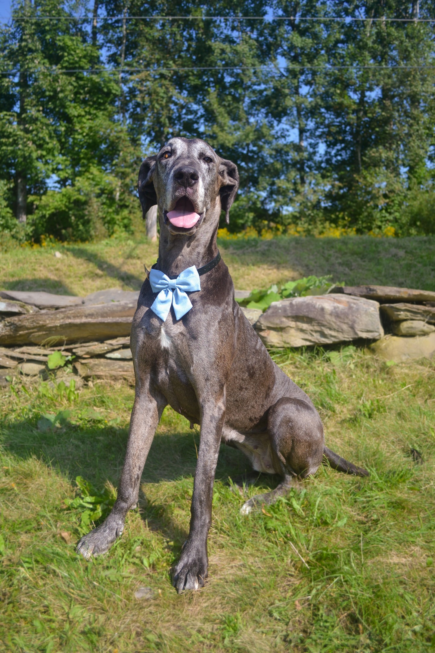 Chambray Collar Bow