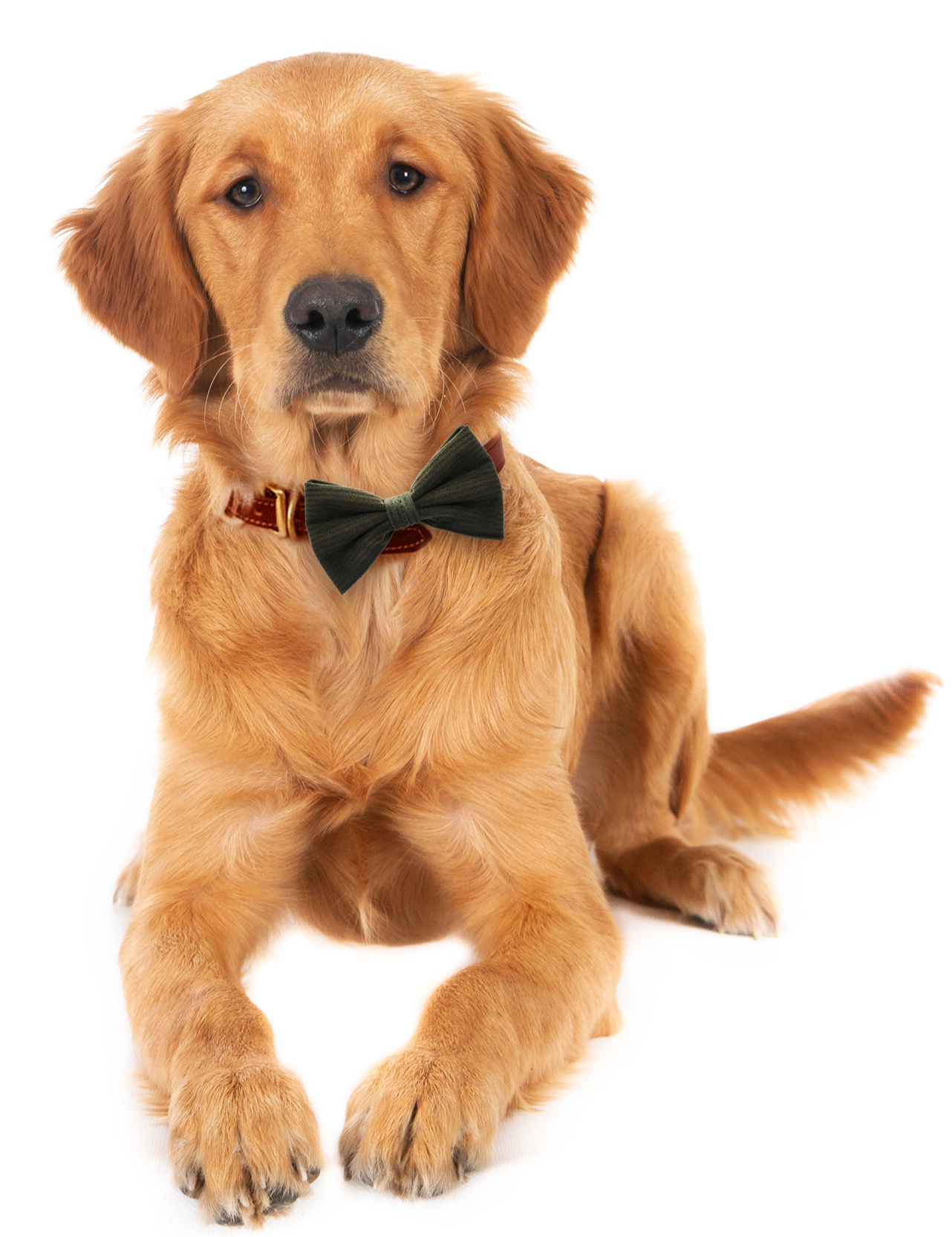 Green Corduroy Collar Bow Tie