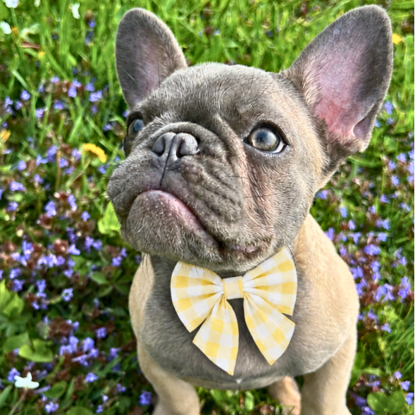 Yellow Gingham Collar Bow