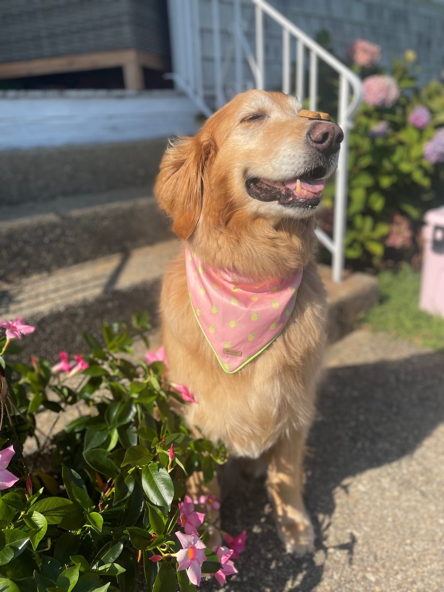 Pink Lemonade Printed Bandana